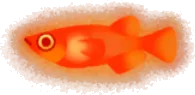 ヒメダカの幻影の画像