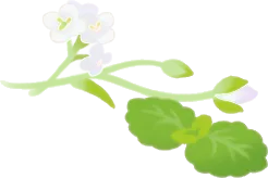 ゼリーに添えるハーブの画像