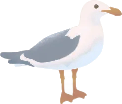 オオカモメの飾りの画像