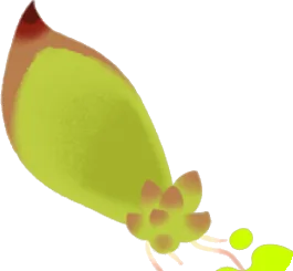 多肉植物の葉1の画像