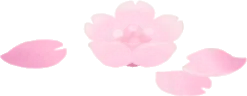 浮かぶ桜の花の画像
