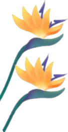 ミニチュアのストレリチアの花の画像