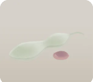 藤の種の画像