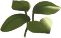 小さな水草・左の画像