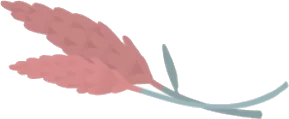 素材となるケイトウの画像