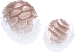白銀のヤシャブシの画像
