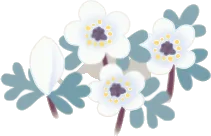 小さなセッブンソウの画像