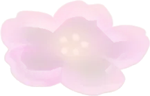 置かれた桜の花の画像