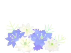 そっと咲いたニゲラの画像