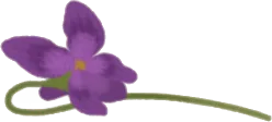 摘んできたスミレの画像