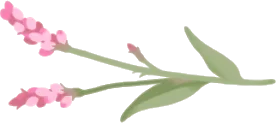 秋の植物・イヌタデの画像