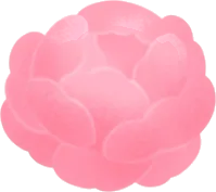薔薇の花の画像