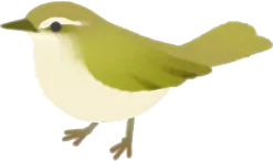 小さなウグイスのミニチュアの画像