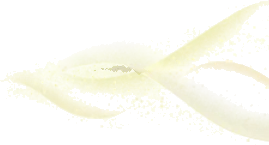 フローラルのミストの画像