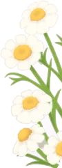 ワイルドカモミール・右の画像