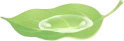 水が溜まった葉っぱの画像