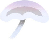 ちいさなシロホウライタケの画像
