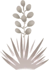 砂漠に生えた植物の画像