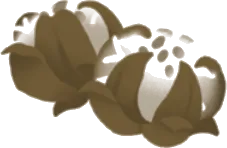 拾ってきたフヨウの画像