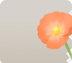 花咲くポピーの画像