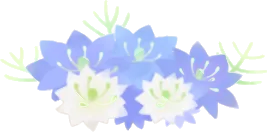 いつの間にか咲いたニゲラの画像