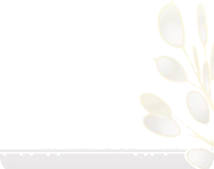 ルナリアのドライフラワーの画像