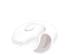 砂浜で拾った白い貝殻の画像