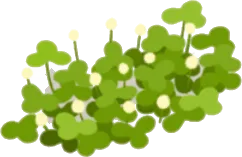 柚子の丘の雑草・右の画像