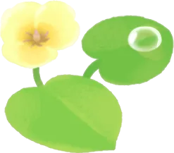 ウォーターポピーの花・右の画像