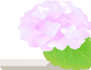 桃色の紫陽花の画像