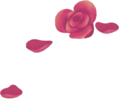 大きめに実った愛情の薔薇の画像