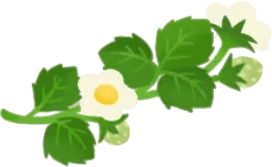 葉と花のついたイチゴの枝・右の画像