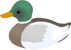 通りがかったマガモの画像