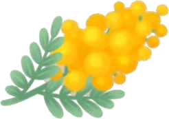 摘んできたミモザの画像