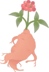よく育った高麗人参の画像