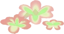ヒラテコモウセンの画像