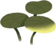 小さな水草・右の画像