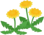 小さなたんぽぽの画像