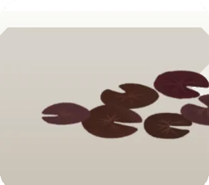 ひっそり浮かぶ睡蓮の葉の画像