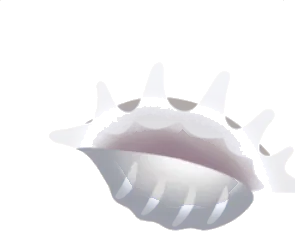 トゲマキガイの貝殻の画像