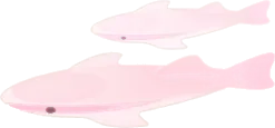 クジラの夢のコバンザメの画像