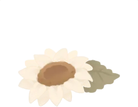 白いひまわりの画像