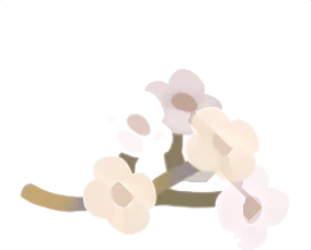 白い小花の画像
