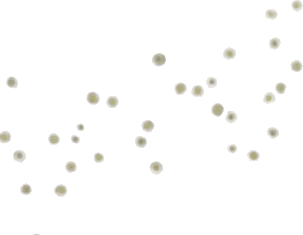 発光胞子の画像