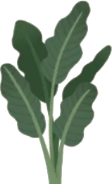 大きな植物の画像