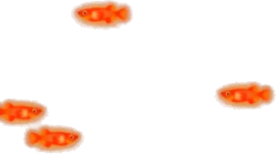 ヒメダカの群れの幻影の画像