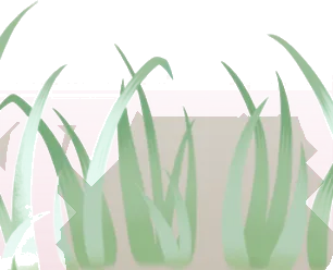 高く生い茂る雑草の画像