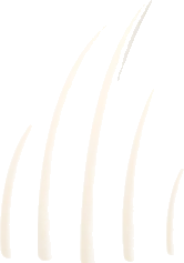 大きな生き物の肋骨の画像