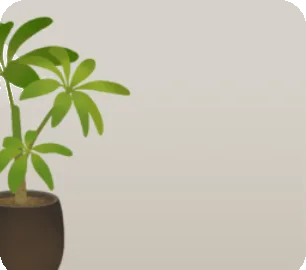 カポックの鉢植えの画像