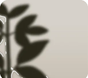 机上の観葉植物の画像